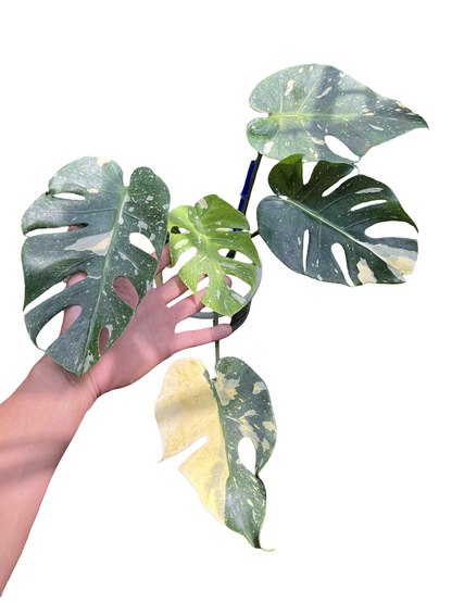 Monstera Deliciosa “Long Face” — Actual Plant