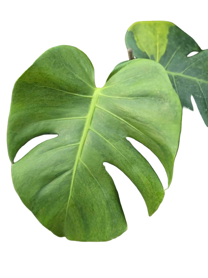 Monstera Deliciosa “Orange Rusty”