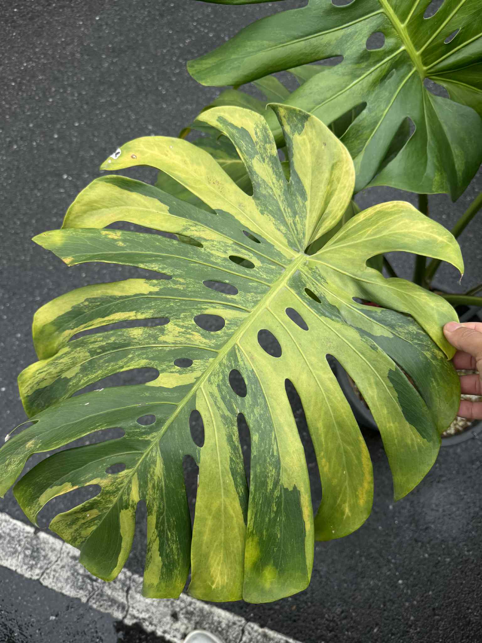 Monstera Deliciosa “Golden Mint” Variegated – Mature Big Size (Rare Actual Plant)