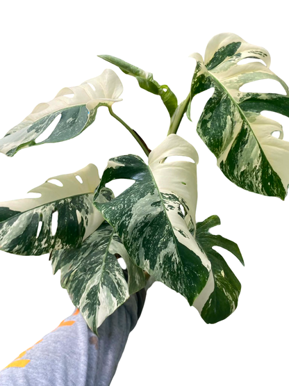 Monstera borsigiana ‘Albo Tiger’ Variegated – Set of 10 Plants