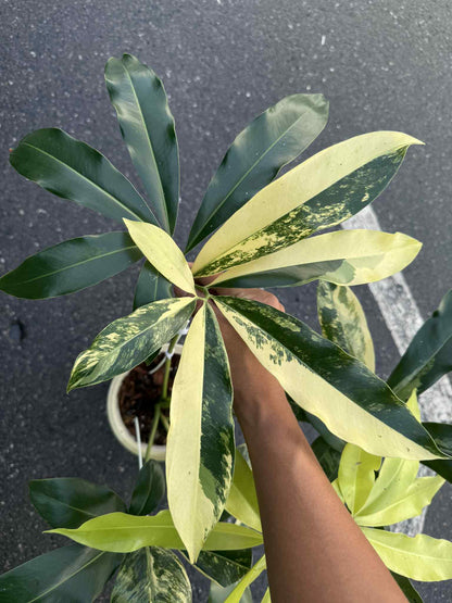 Philodendron Goeldii Aurea Variegated – Actual Plant