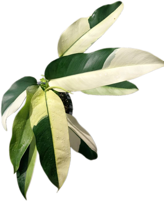 Epipremnum Giganteum Albo Variegated