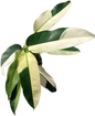 Epipremnum Giganteum Albo Variegated