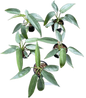 Philodendron Belle Isle – Set of 3 Plants