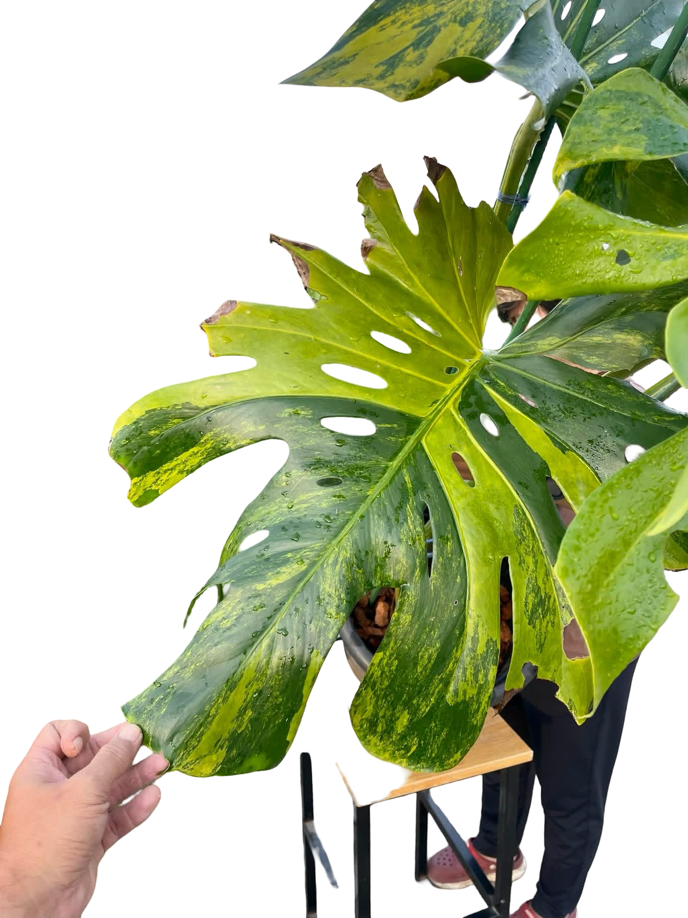 Monstera Deliciosa “Pumpkin” – (Actual Plant) Big Size