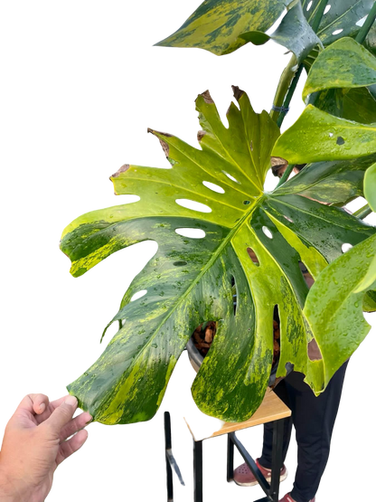 Monstera Deliciosa “Pumpkin” – (Actual Plant) Big Size