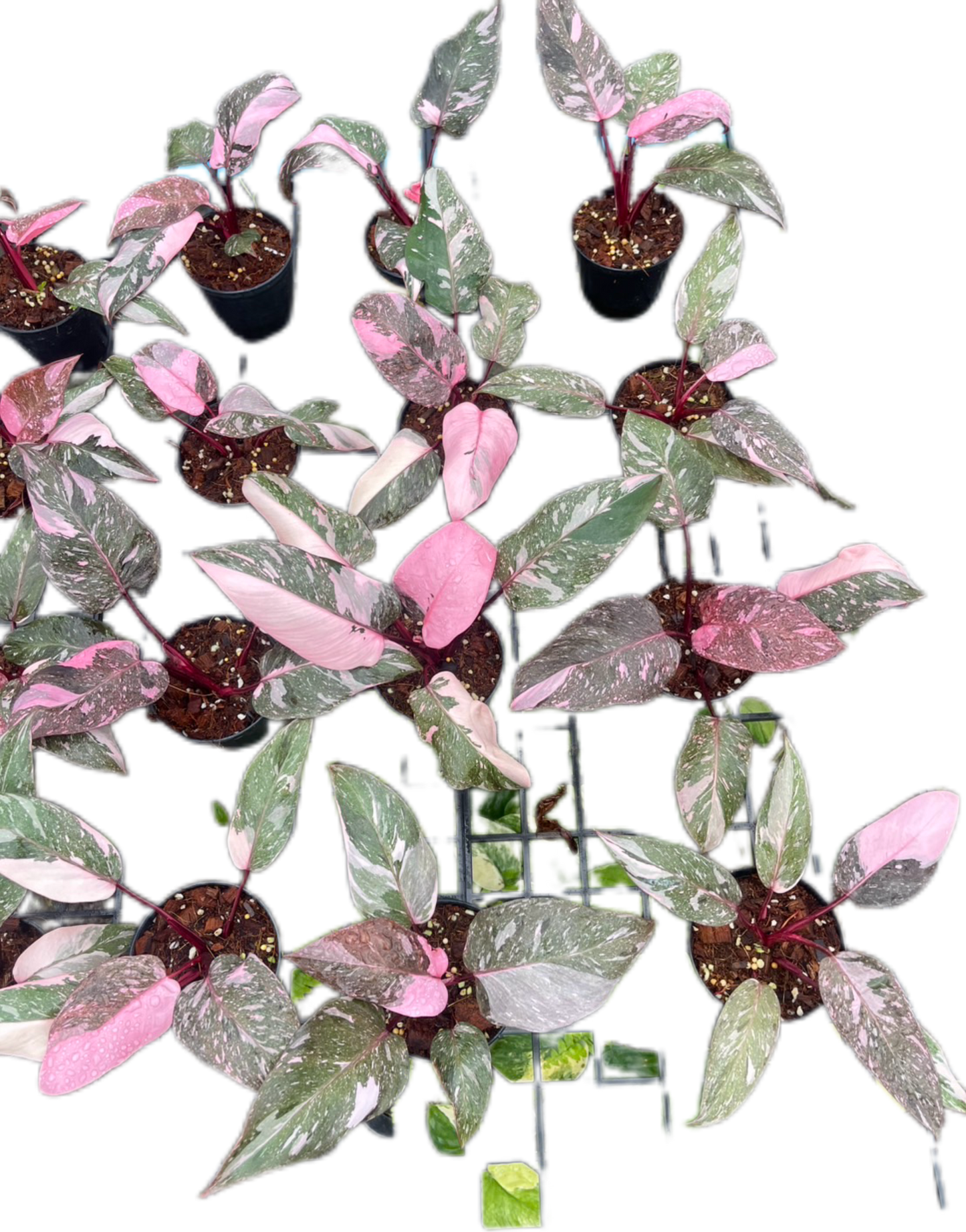 Philodendron Pink Princess Galaxy