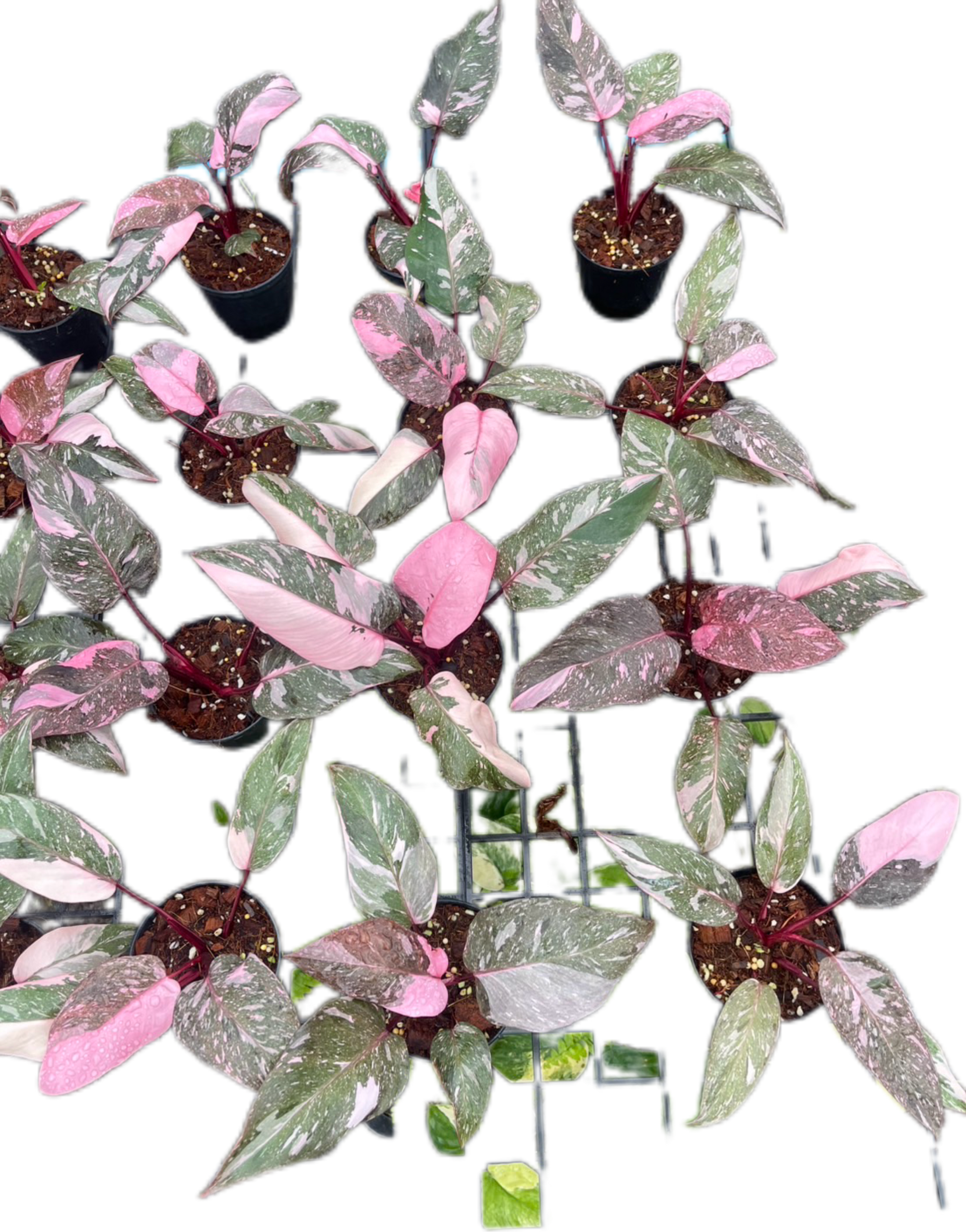 Philodendron Pink Princess Galaxy