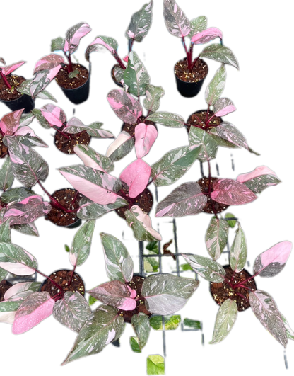 Philodendron Pink Princess Galaxy