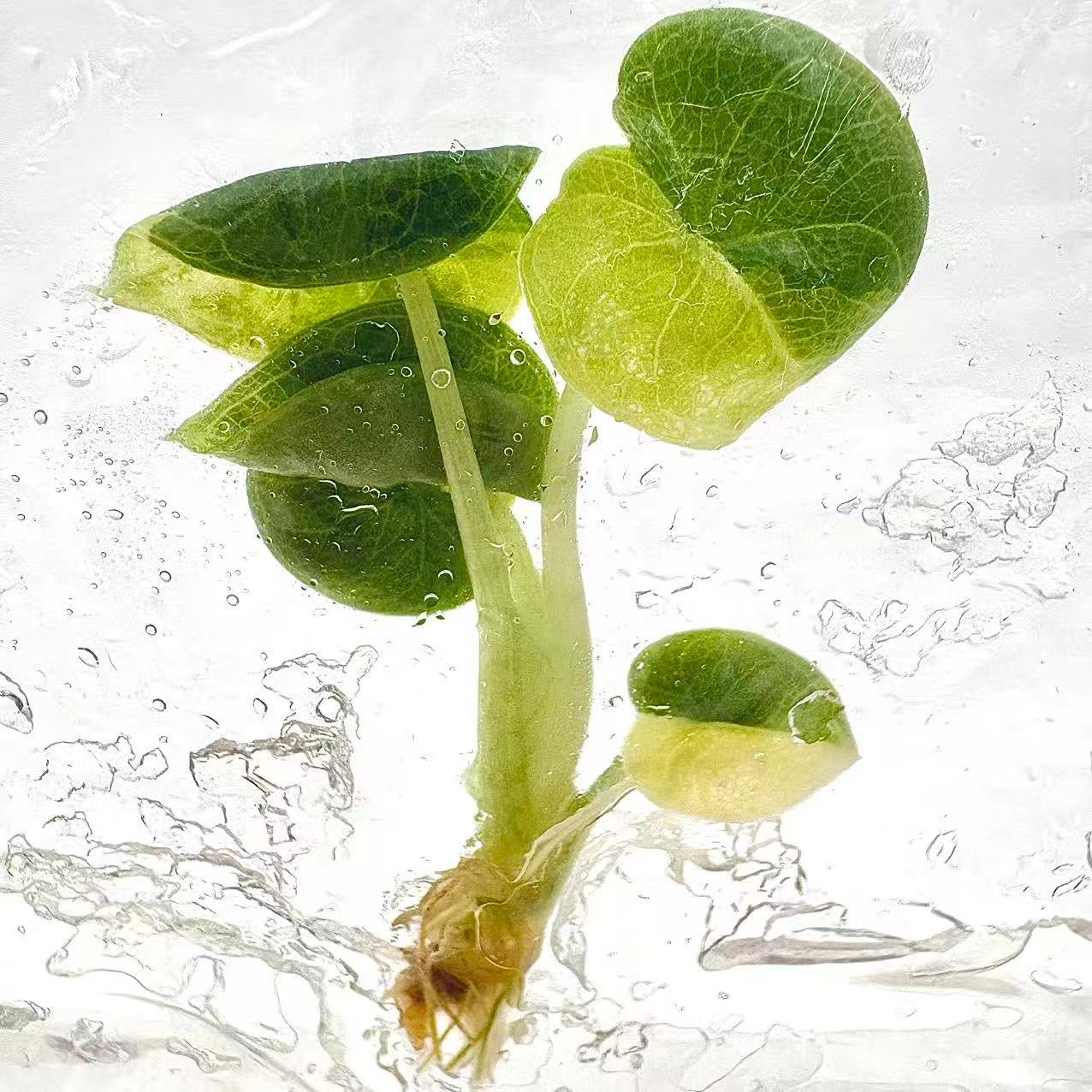 Alocasia Melo Aurea Variegated – Plant Tissue Culture (Wholesale) Set of 5 Plants