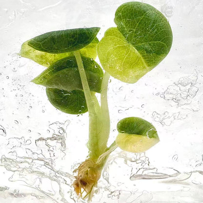 Alocasia Melo Aurea Variegated – Plant Tissue Culture (Wholesale) Set of 5 Plants