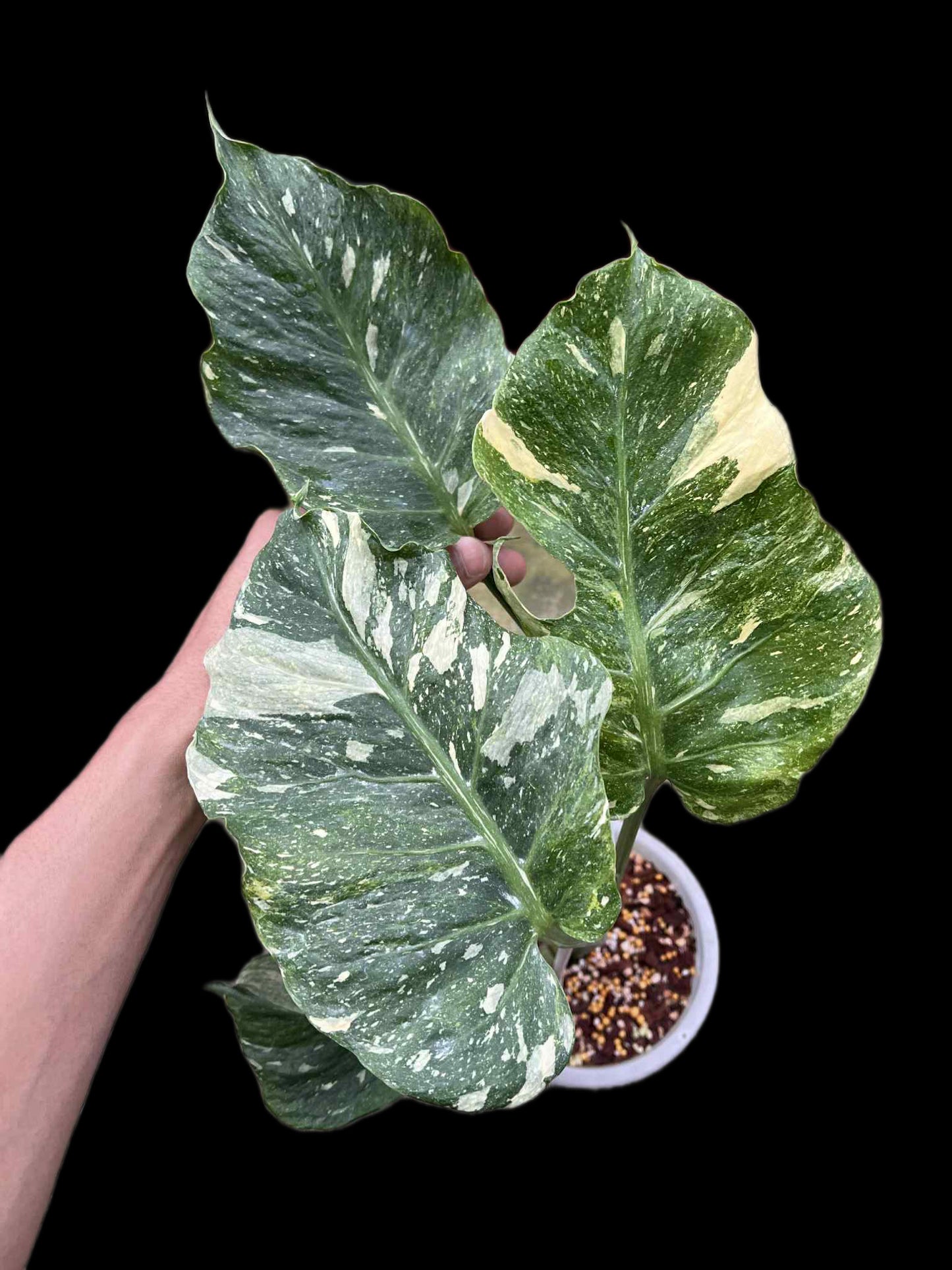Monstera Deliciosa “NOID Tricolor” — Actual Plant (Rare)