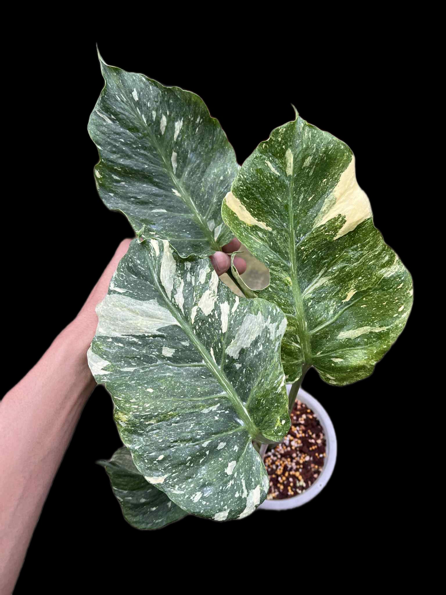 Monstera Deliciosa “NOID Tricolor” — Actual Plant (Rare)