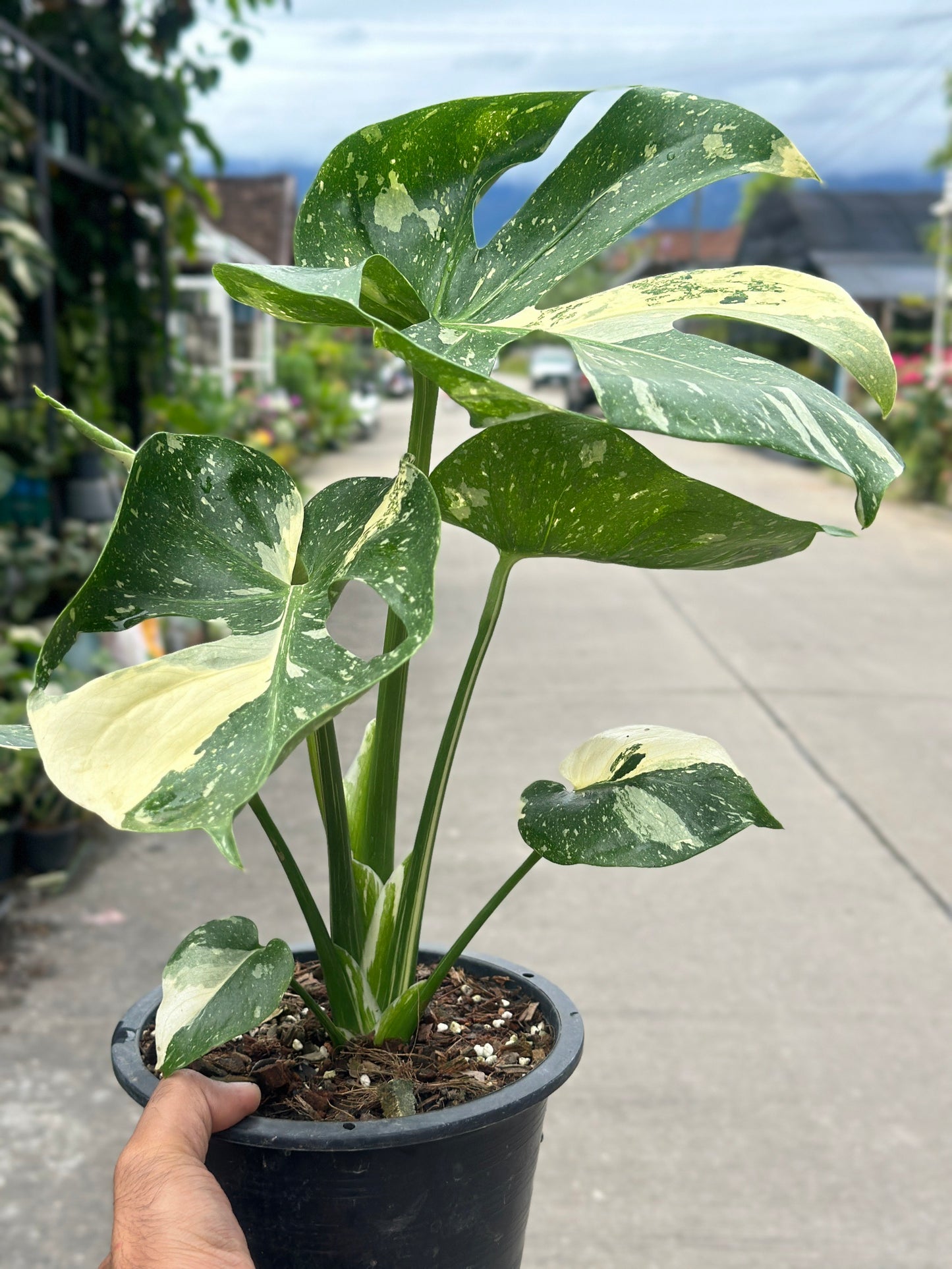 Monstera Thai Constellation “Platinum ” Cup” – (Actual Plant)