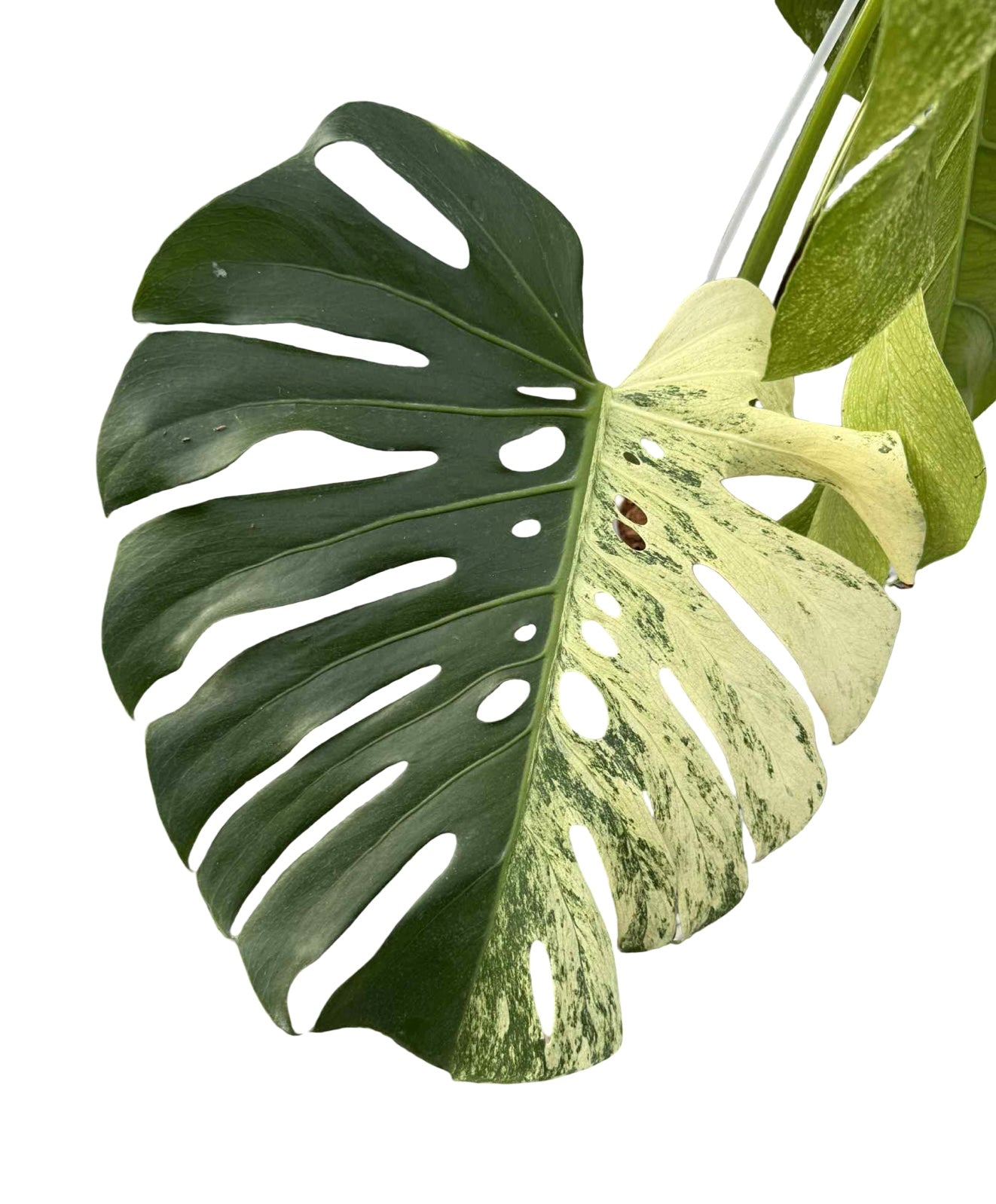 Monstera Deliciosa Variegated (Grown from Seed) NOID – Actual Plant
