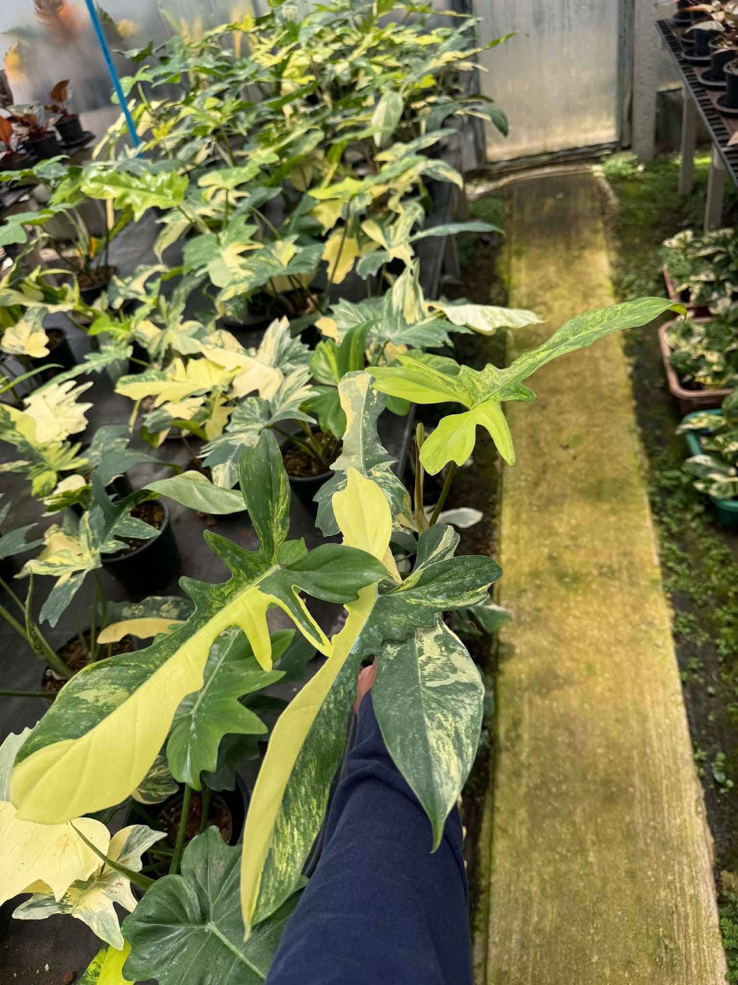 Philodendron Florida Beauty x Mayoi Variegated Set of 10 Plants