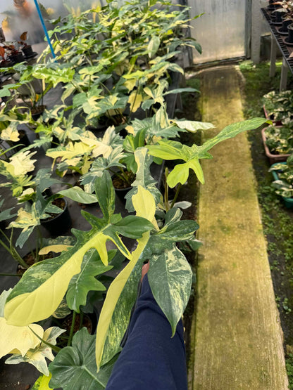 Philodendron Florida Beauty x Mayoi Variegated Set of 10 Plants