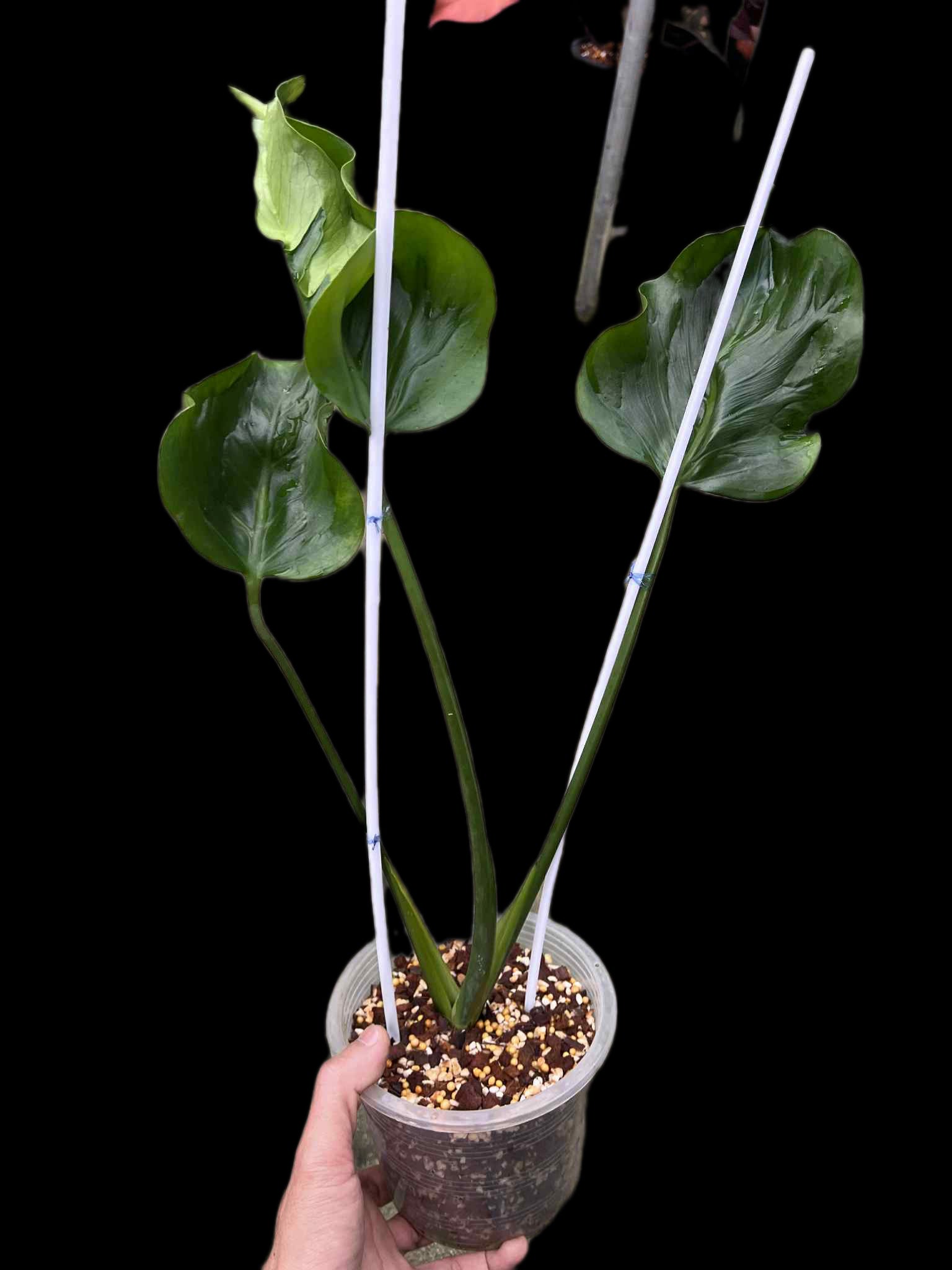 Monstera Deliciosa “Hurricane” (Rooted) — Actual Plant (Rare)