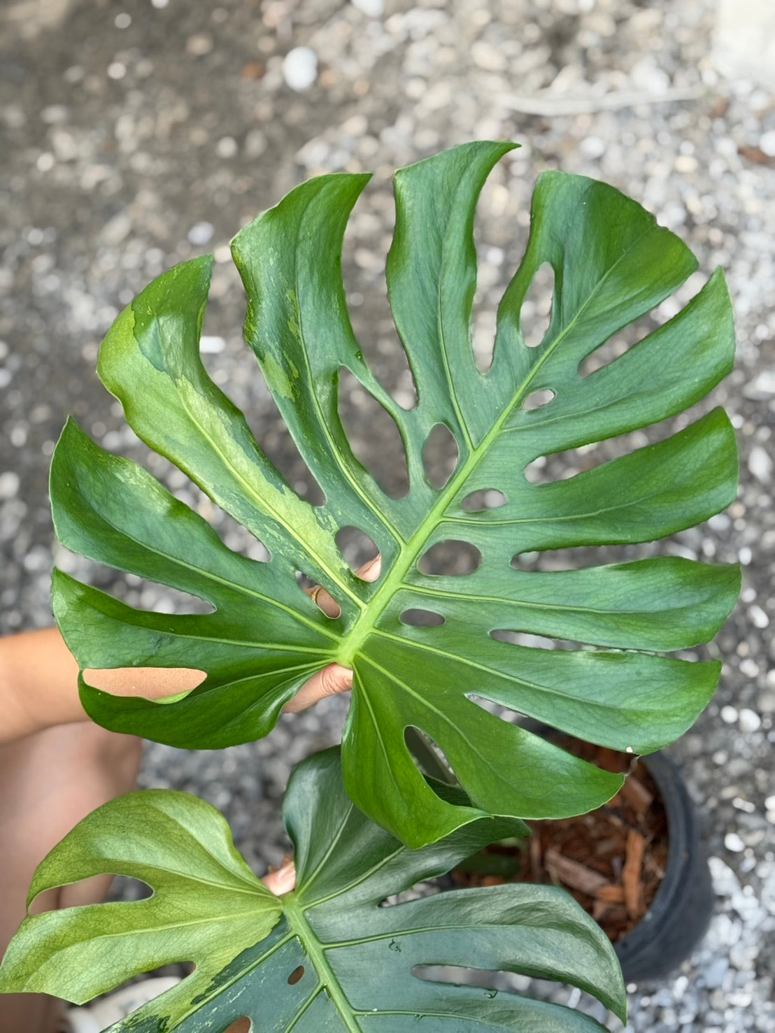 monstera deliciosa mint variegated Monstera Deliciosa “Lemon Mint” Variegated – FloristaPearl Garden