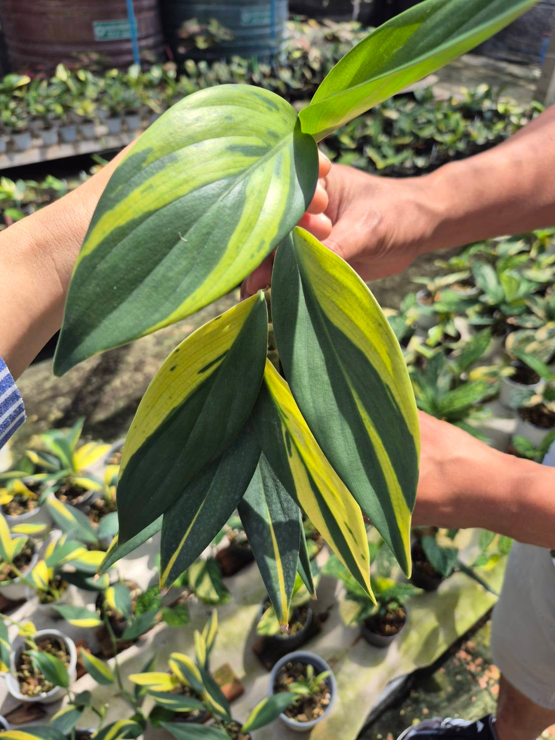 Scindapsus Rupestris Variegated (Set of 5)