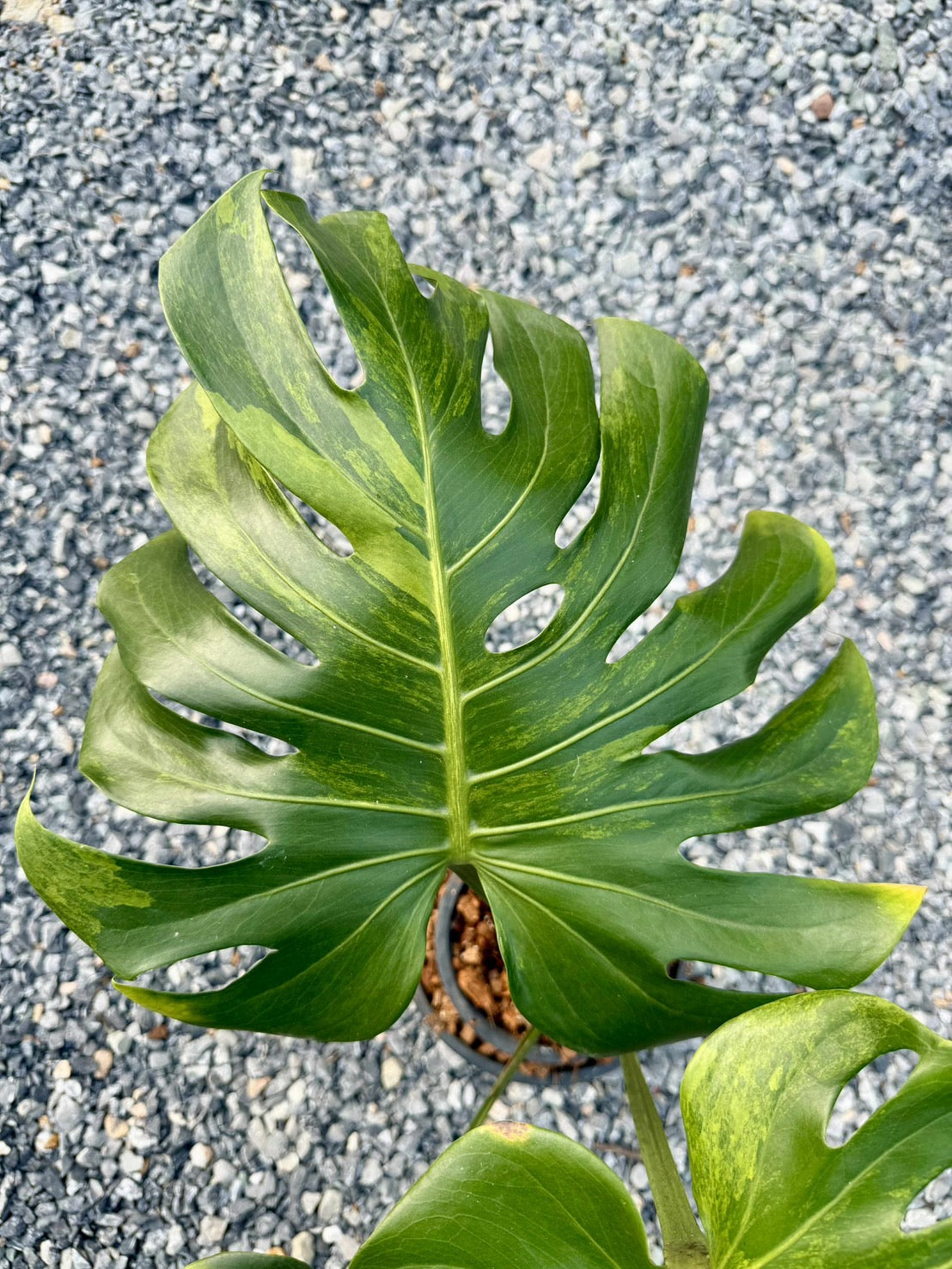 Monstera Deliciosa Yellow Variegated (Grown from Seed) NOID – Actual Plant