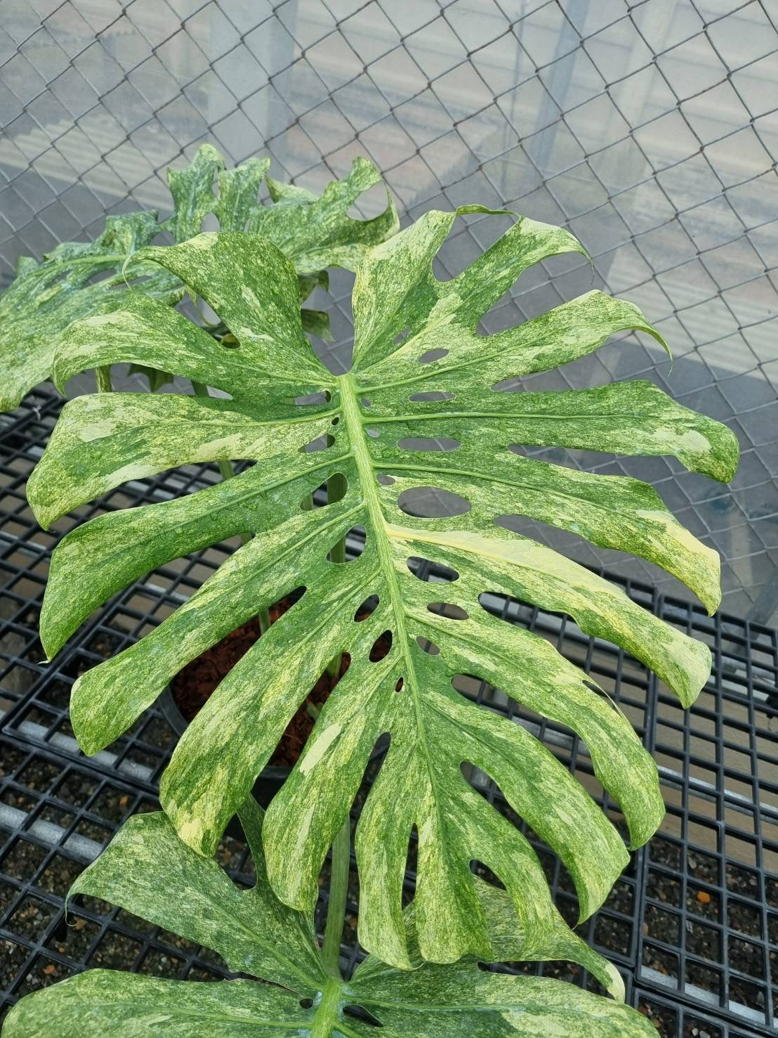 Monstera Deliciosa “Green Snow” –  (Actual Plant)