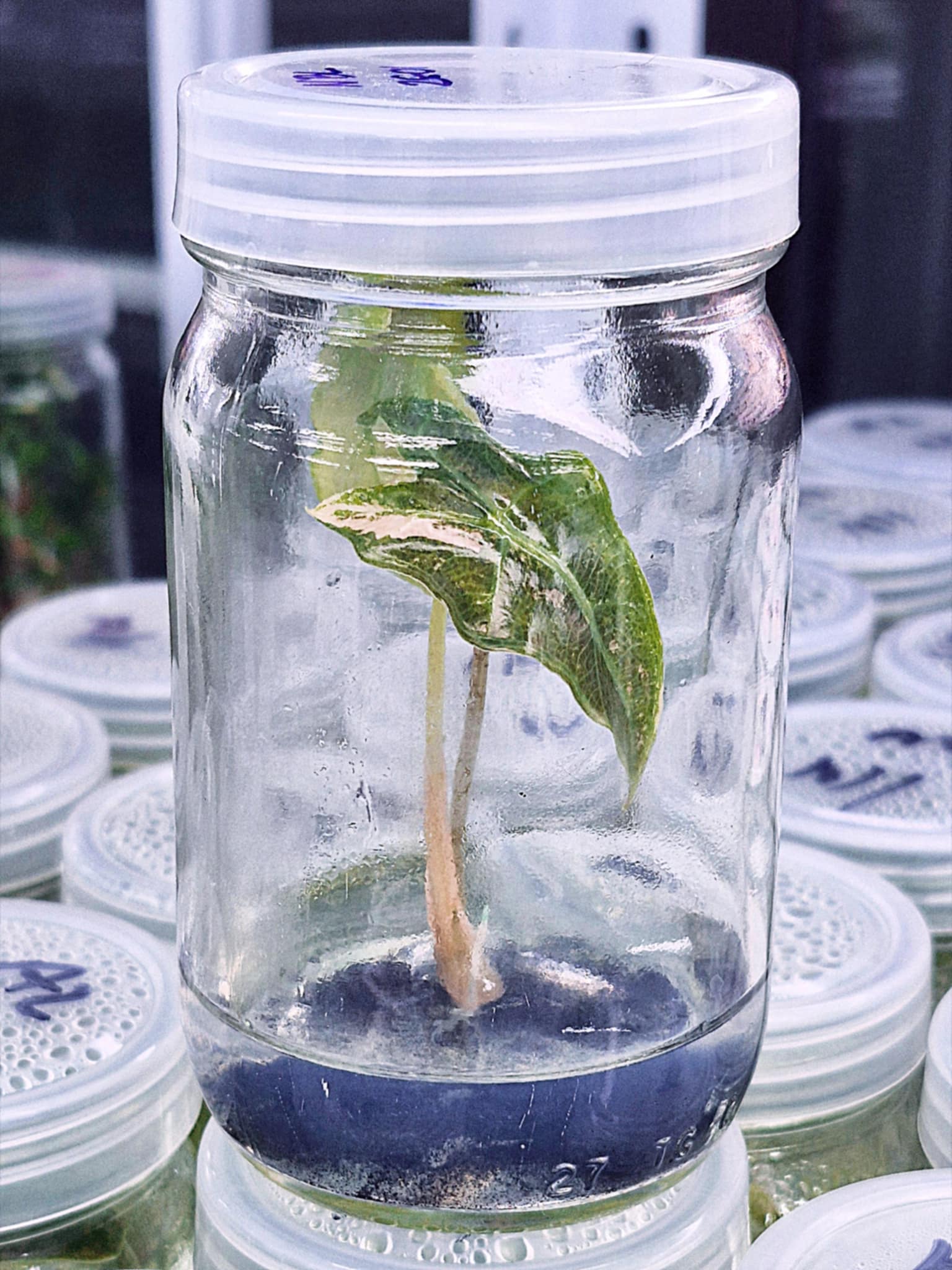 Alocasia Nobilis Pink Variegated– Tissue Culture Wholesale