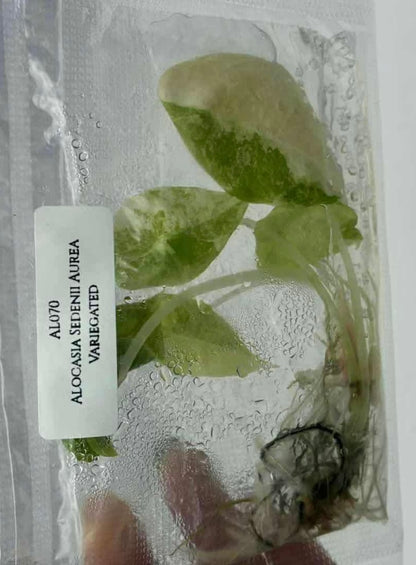 Alocasia Sedenii Aurea Variegated – Plant Tissue Culture (Wholesale) Set of 5 Plants