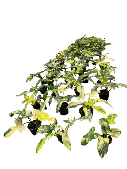Philodendron Florida Beauty x Mayoi Variegated Set of 10 Plants
