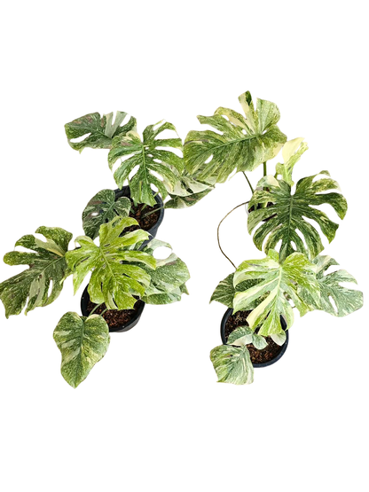 Monstera deliciosa “Legacy” Variegated – Wholesale Set of 4 Plants