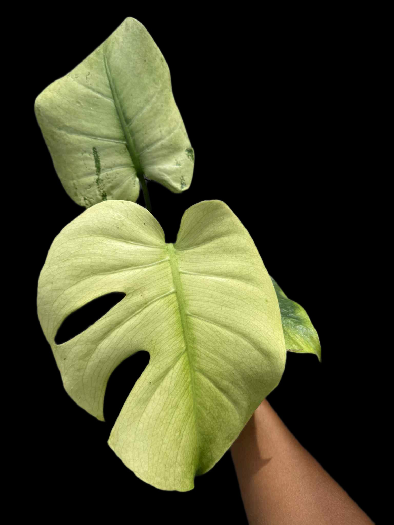 Monstera Deliciosa NOID Variegated –(Actual Plant)