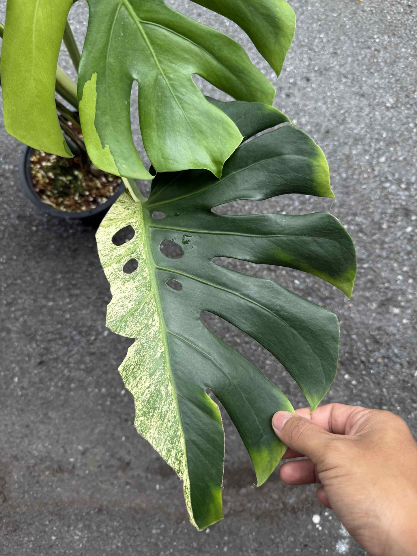 Monstera Deliciosa “Green On Lime” Variegated –(Actual Plant)
