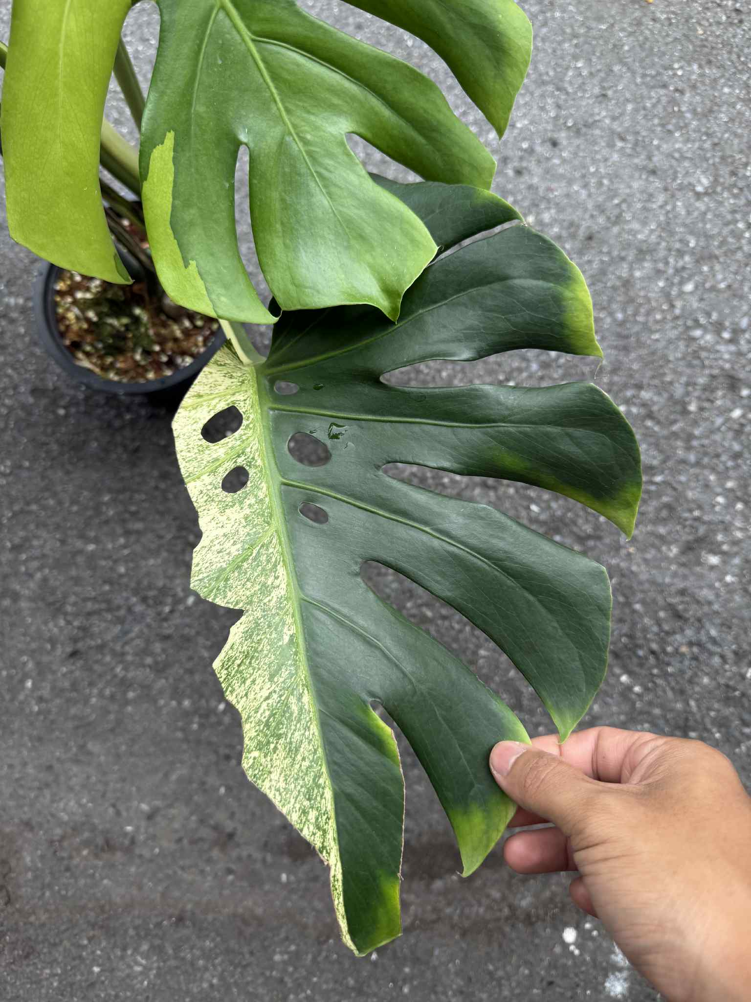 Monstera Deliciosa “Green On Lime” Variegated –(Actual Plant)