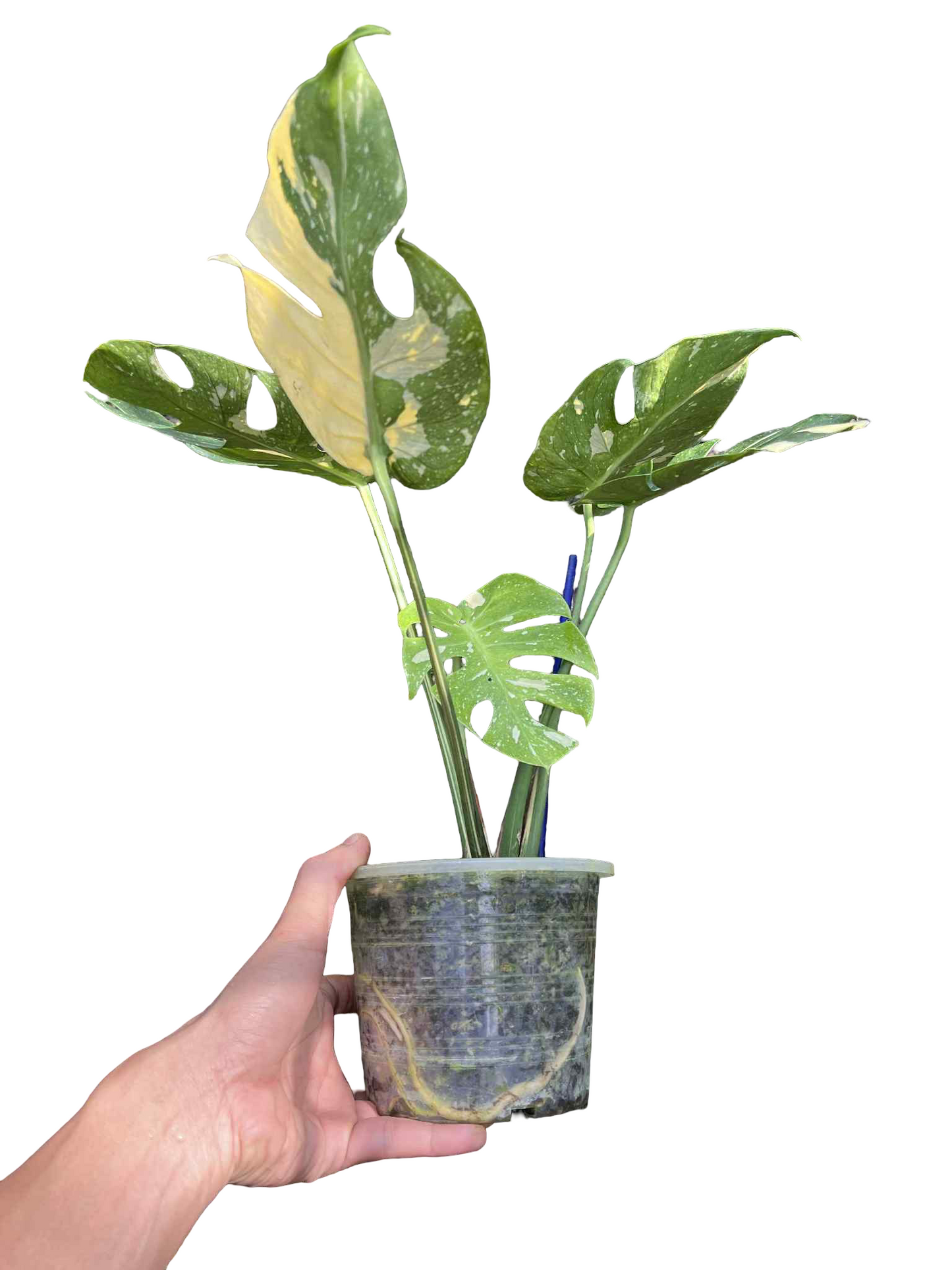 Monstera Deliciosa “Long Face” — Actual Plant