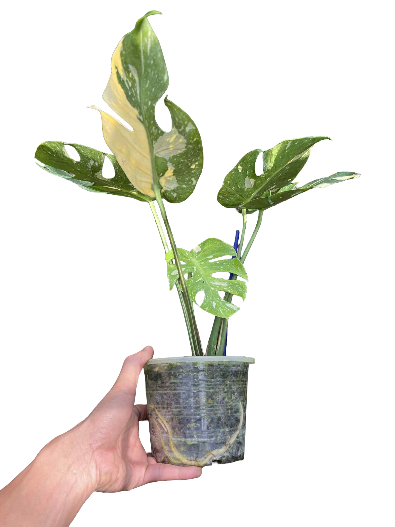 Monstera Deliciosa “Long Face” — Actual Plant