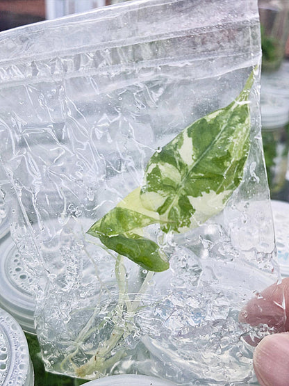 Alocasia Black Velvet Albo Variegated – Tissue Culture Wholesale