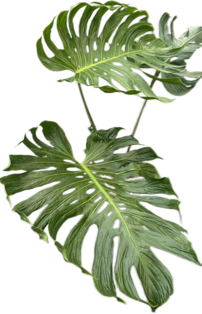 Monstera deliciosa ‘Tattoo ’ – Rare Collector’s Plant (Big Mature Size)