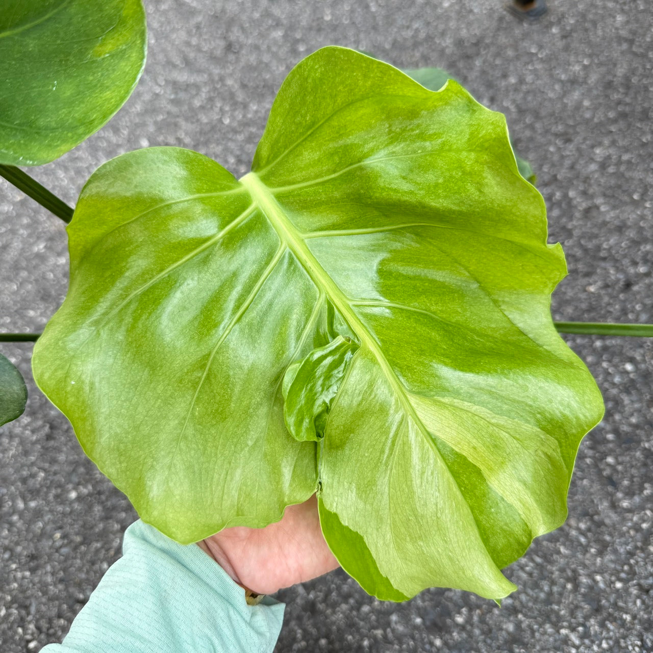 Monstera Deliciosa “NOID” - Actual Plant