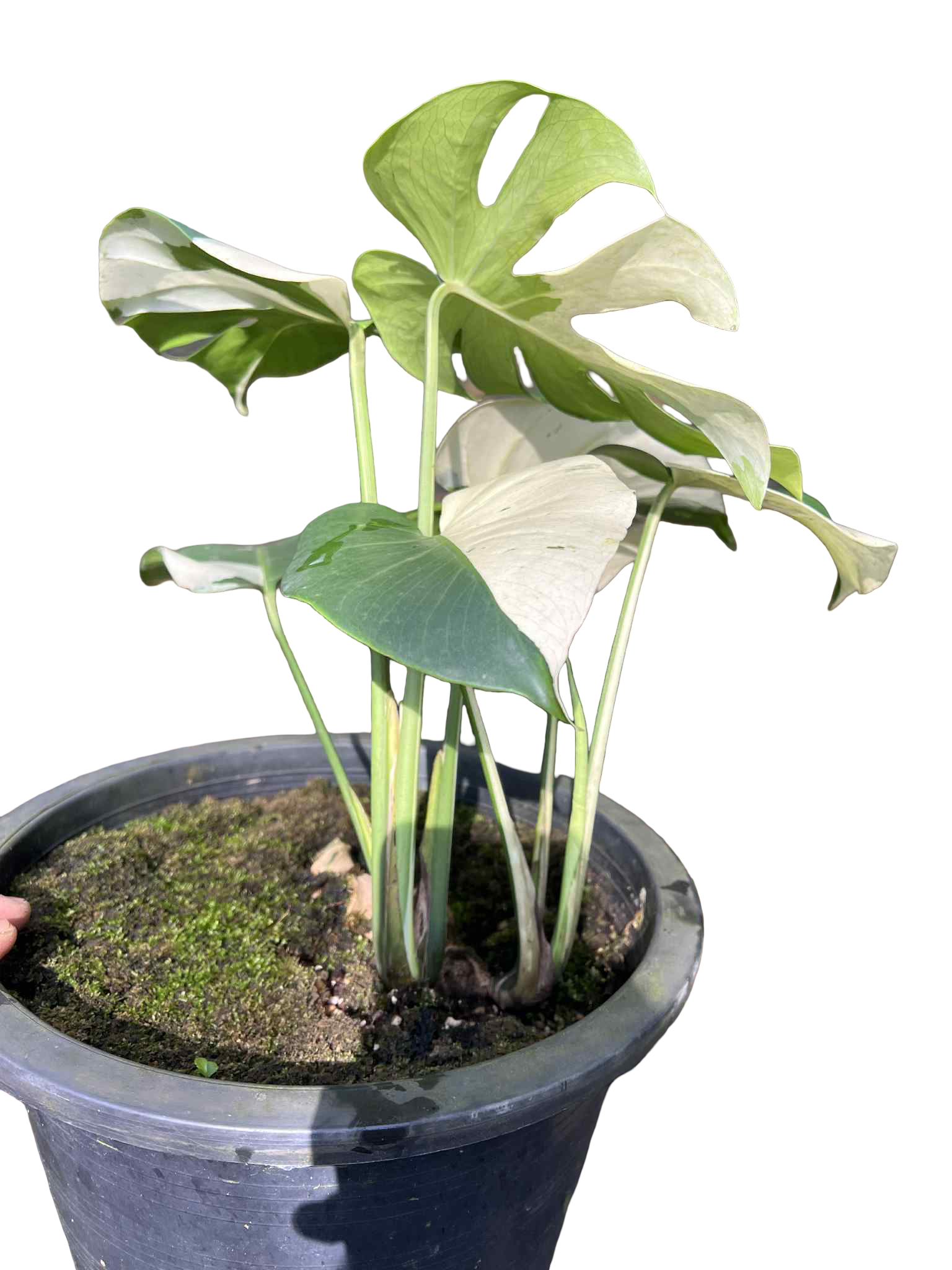 Monstera Deliciosa “Albo” Variegated — Actual Plant (2 in 1 pot)