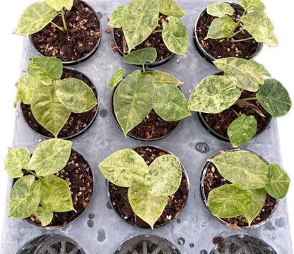 Alocasia Golden Bone Variegated