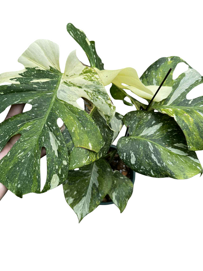 Monstera deliciosa ‘Yoda’ – Rare Variegated (Actual Plant)