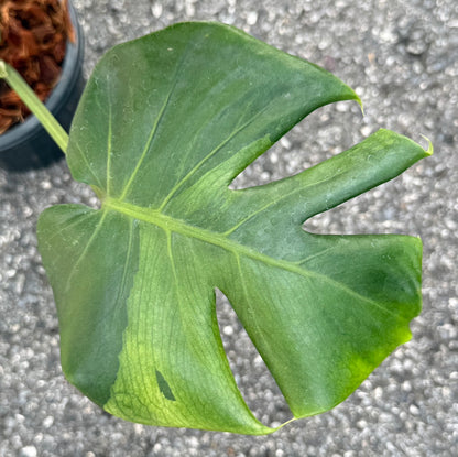 Monstera Deliciosa “NOID” - Actual Plant
