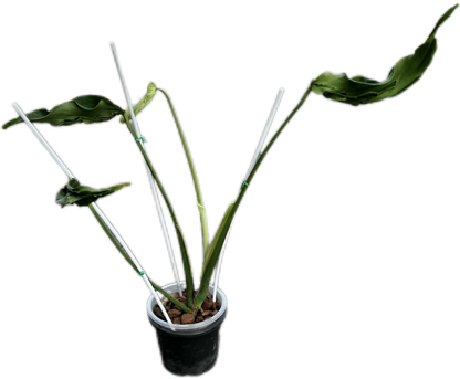 Monstera Deliciosa “Hurricane” – Rare Collector’s Choice (Exact Plant)