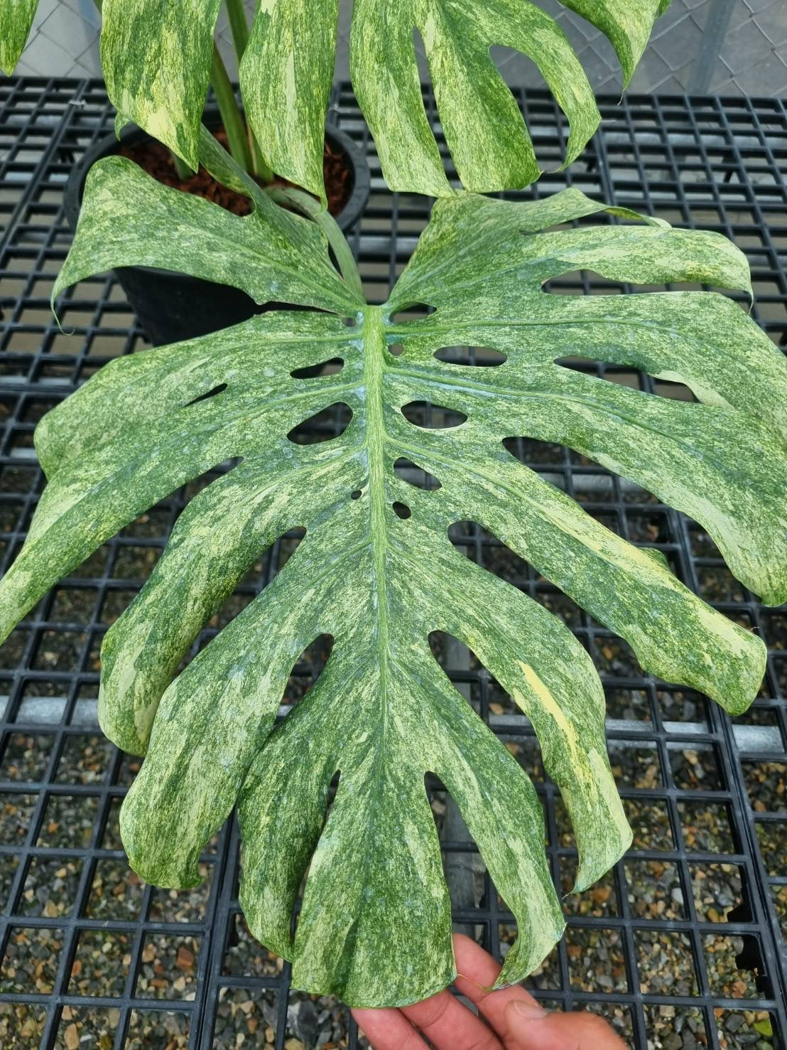 Monstera Deliciosa “Green Snow” –  (Actual Plant)