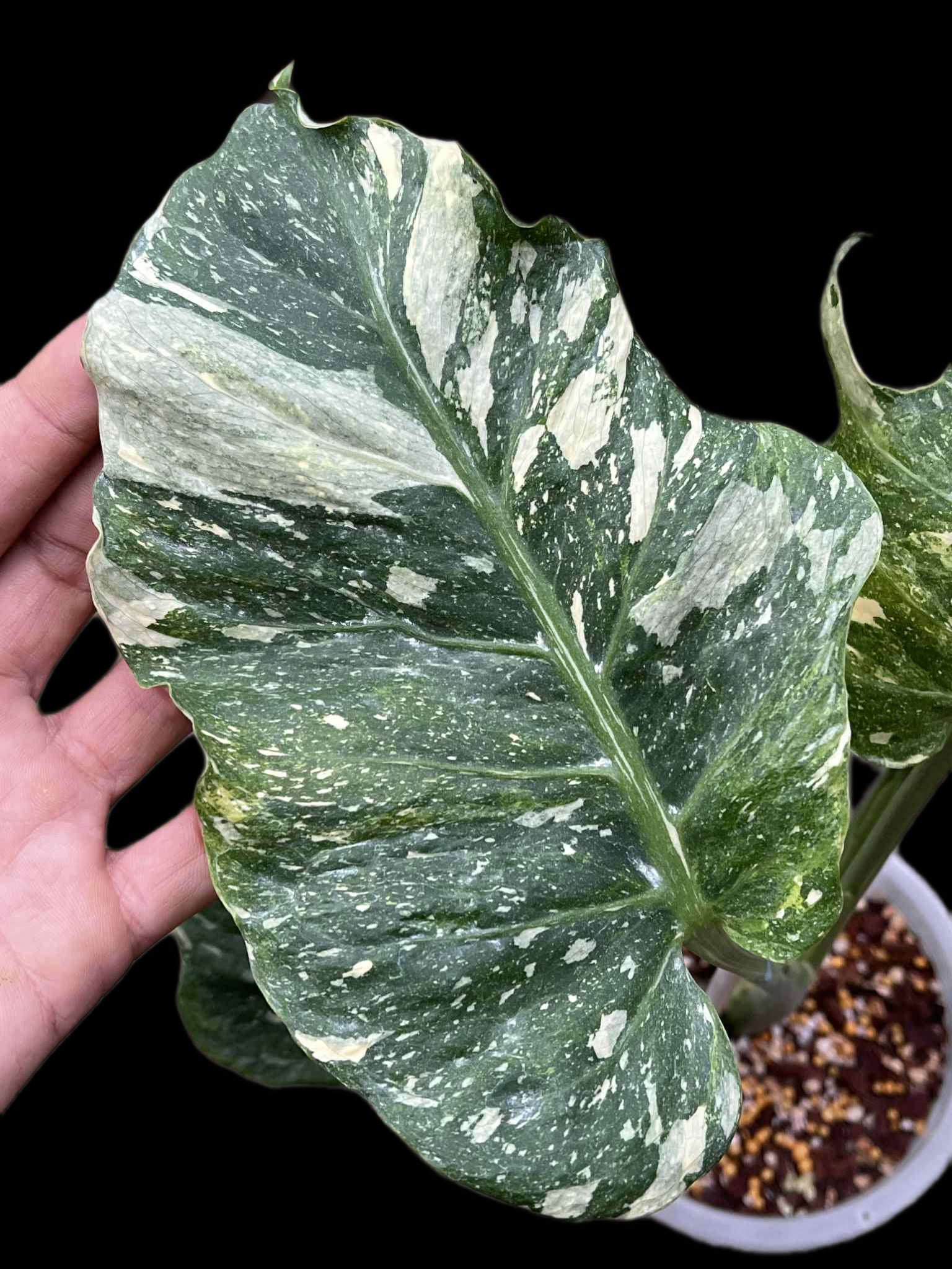 Monstera Deliciosa “NOID Tricolor” — Actual Plant (Rare)