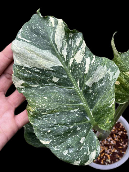 Monstera Deliciosa “NOID Tricolor” — Actual Plant (Rare)