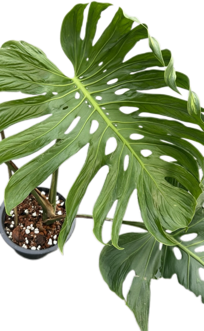 Monstera deliciosa ‘Tattoo ’ – Rare Collector’s Plant (Big Mature Size)