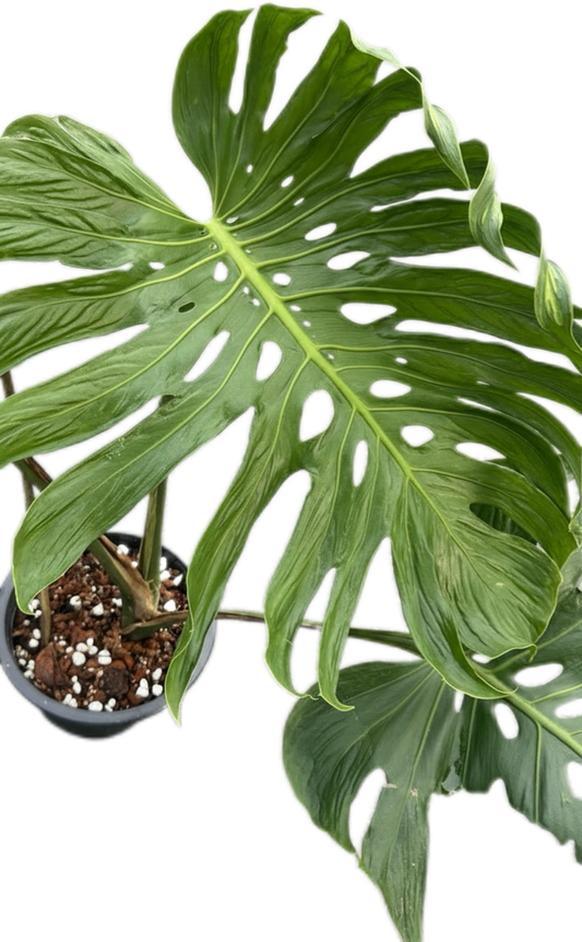 Monstera deliciosa ‘Tattoo ’ – Rare Collector’s Plant (Big Mature Size)