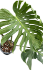 Monstera deliciosa ‘Tattoo ’ – Rare Collector’s Plant (Big Mature Size)