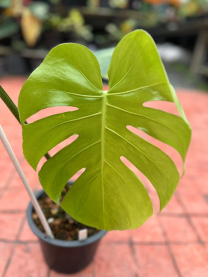 Monstera Deliciosa “Golden Mint” –  (Actual Plant)